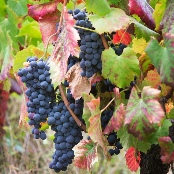 Quinta De Santa Julia Villa Peso da Regua Ngoại thất bức ảnh